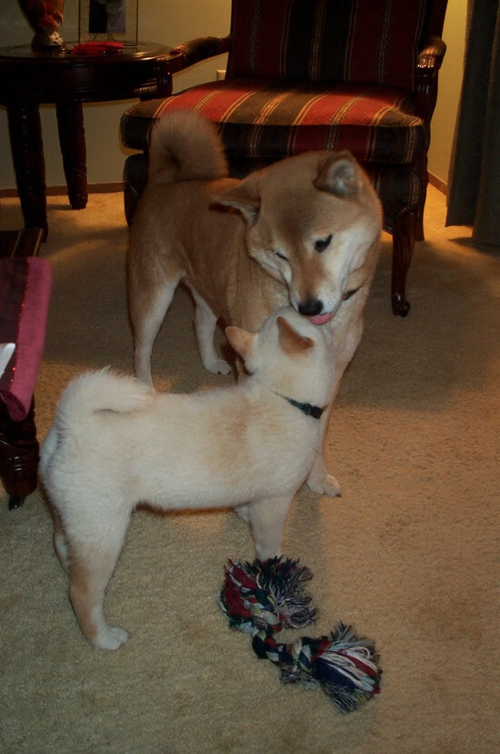 传统豪门的崛起：新赛季的复苏故事，豪门崛起重