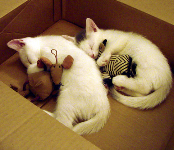 下载乐鱼体育APP-法甲劲旅对决：里尔奋战巴黎，悬念不断，法甲-里尔