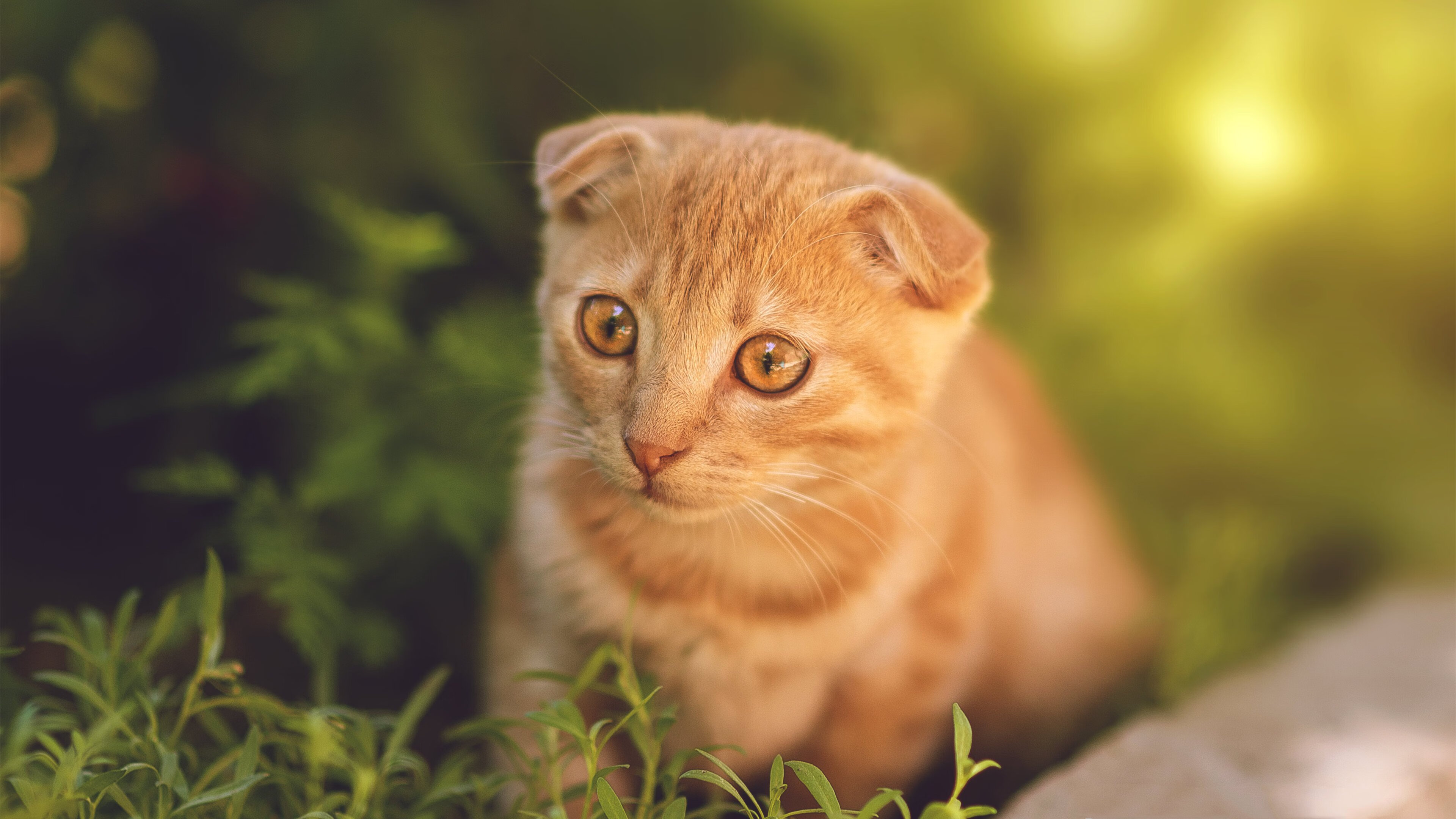 leyu.com-“2025世界运动会东安湖体育公园：跑酷与极限障碍赛的顶尖对决”