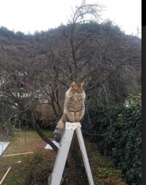 乐鱼vip-中国女篮建立快速得分体系打破僵局，中国女篮分组形势