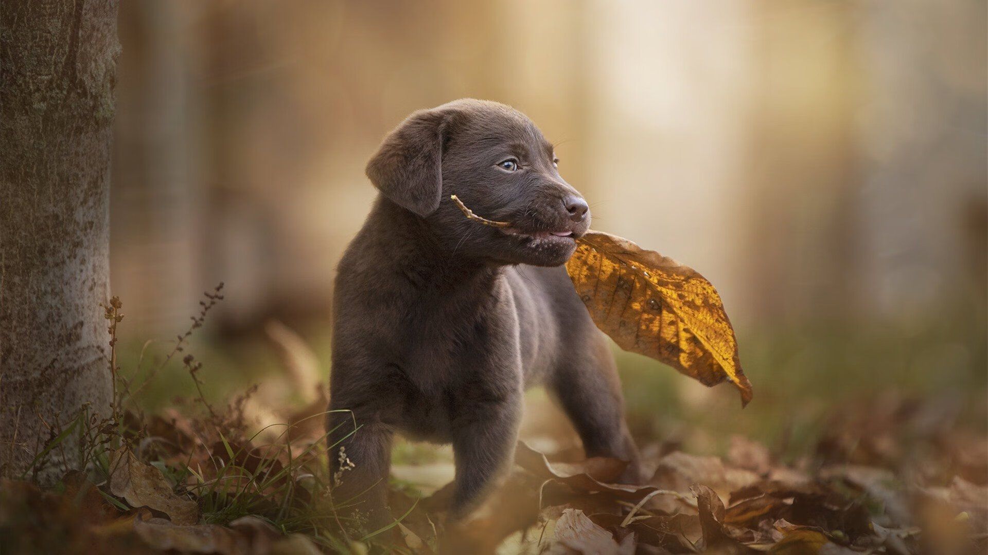 埃及队未来发展:借助国际赛事,提升选手抗压能力,埃及队怎么样