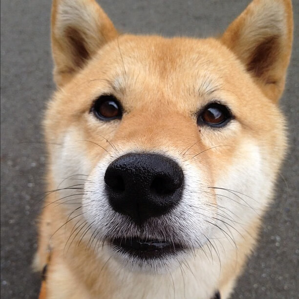 辽宁飞豹加强防守体系有效限制对手得分,辽宁飞豹现役球员