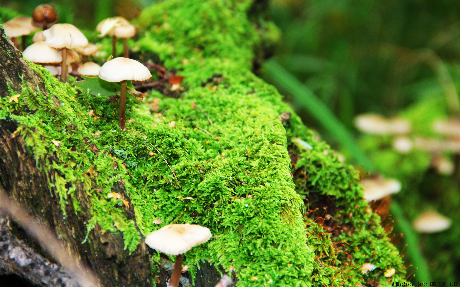 乐鱼电竞在线平台-“萨尔·巴赫：南非队的进攻核心，世界杯之旅的关键人物”