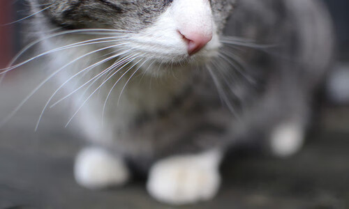 中超俱乐部增设球员家属服务体系提升后勤保障水平,中超球队全家福