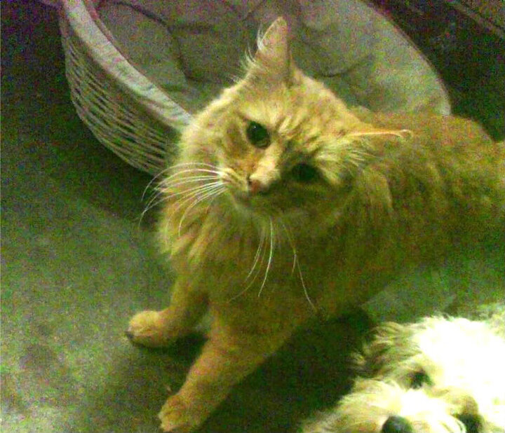 乌拉圭男篮在南美锦标赛中续写传奇，赢得金牌