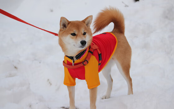乐鱼体育-仰泳赛道波兰选手节奏精准，speedo仰泳