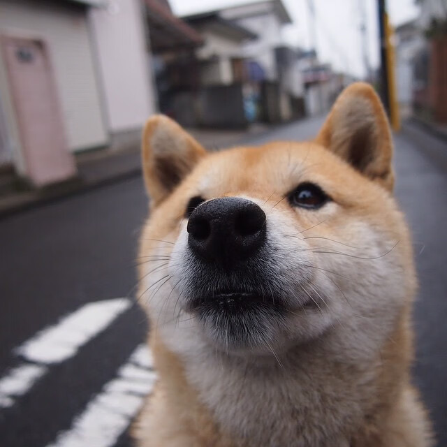 乐鱼体育登录-卡普尔凭借迅猛的反应速度，帮助袋鼠队化解对方进攻，gvgnp卡普尔