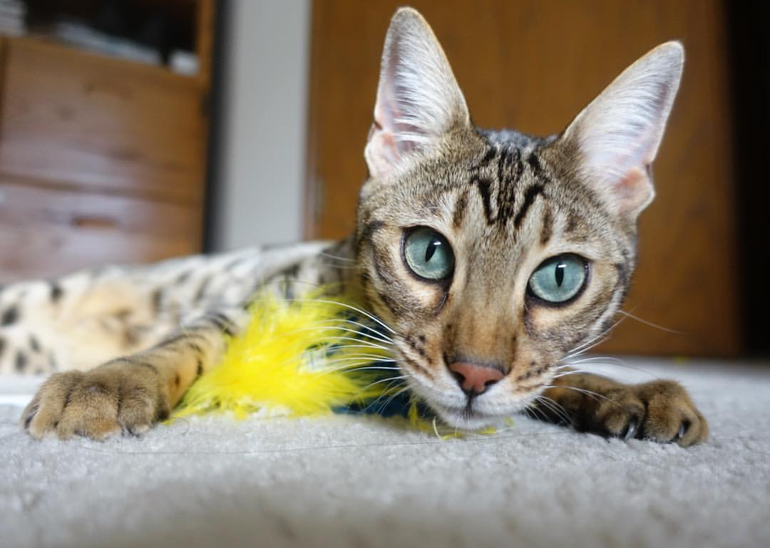 欧洲杯激烈角逐:战术层层推进,精彩纷呈,欧洲杯进阶