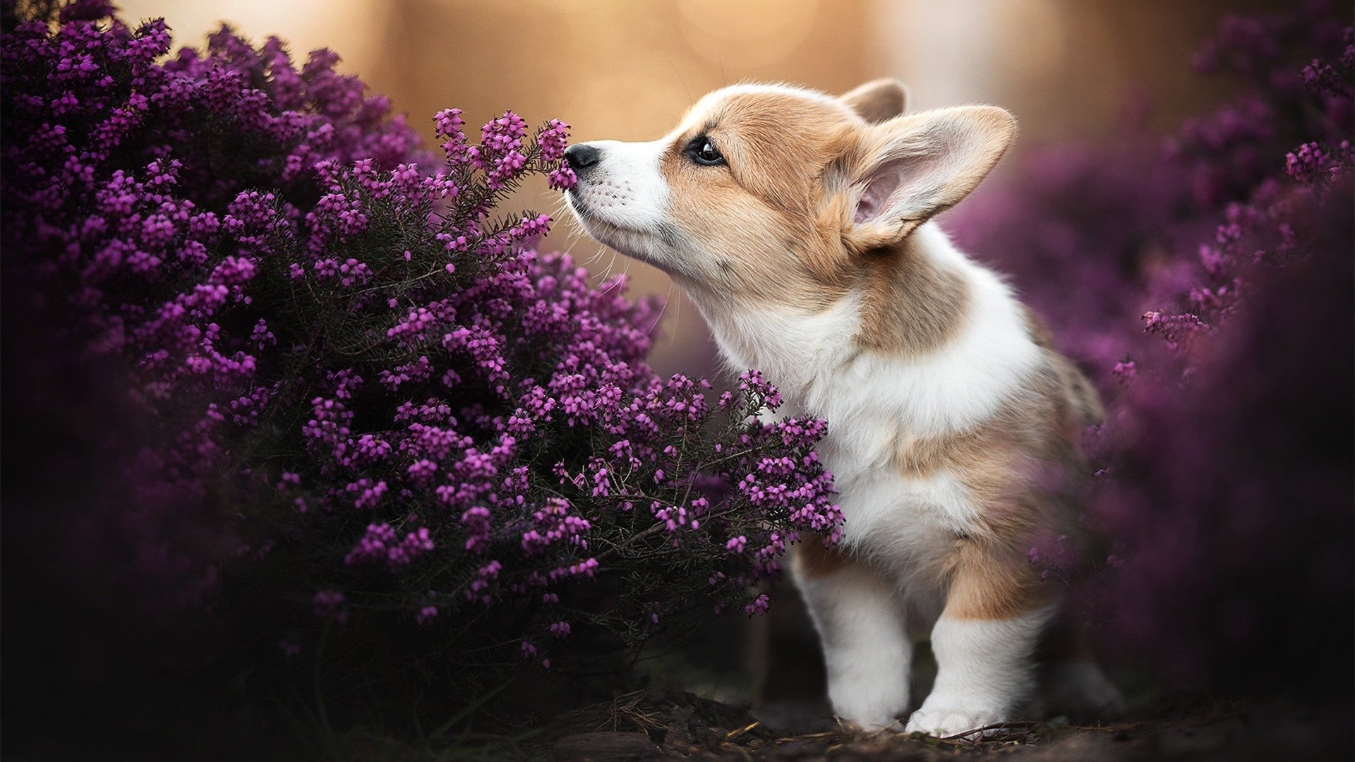 火箭主帅：年轻球员值得信赖，火箭原主帅